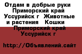 Отдам в добрые руки - Приморский край, Уссурийск г. Животные и растения » Кошки   . Приморский край,Уссурийск г.